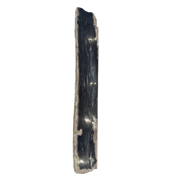 Contemporary Petrified Wood Bench by Xyleia Petrified Wood For Sale - Image 3 of 5