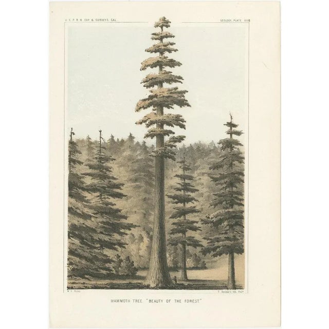 Mid 19th Century T. Sinclair, Towering Mammoth Tree in California, Forest, 1856, Lithograph For Sale - Image 5 of 5