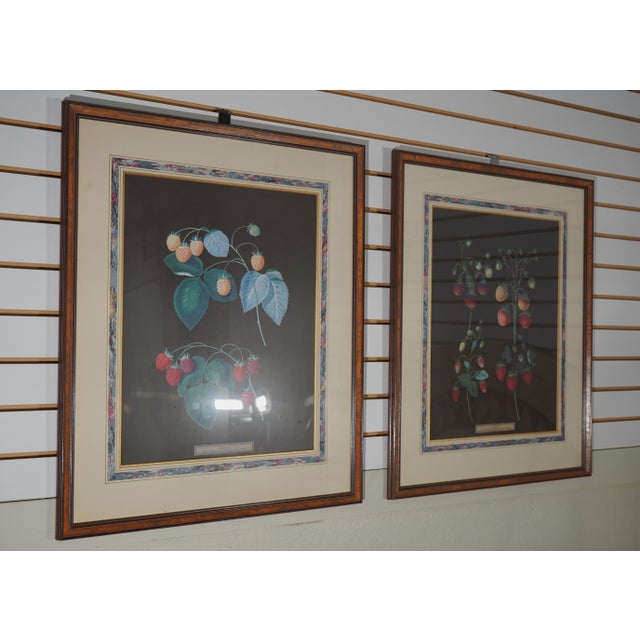 Age: Approx: 50 Years Old Details: ‘Strawberries’ ‘Raspberries’ Professionally Framed & Matted See Other Offerings For...