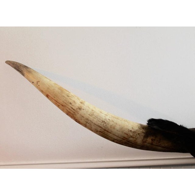 Mid 20th Century Texas Longhorn Mounted Bull For Sale - Image 4 of 9