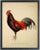 Illustration Country Print of Gallus Temminckii Gray Rooster - 24x30 For Sale - Image 3 of 3