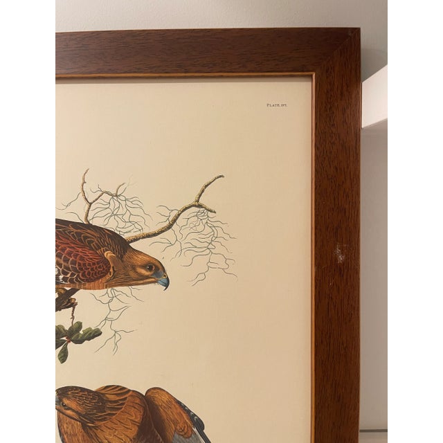 Early 19th Century Set of 3 Vintage J J Audubon Bird Prints by R Havell For Sale - Image 4 of 16