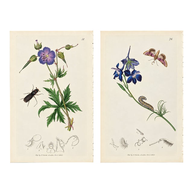 Rare Antique John Curtis Botanical & Insect Engravings C. 1825, Two Prints For Sale