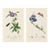 Rare Antique John Curtis Botanical & Insect Engravings C. 1825, Two Prints For Sale