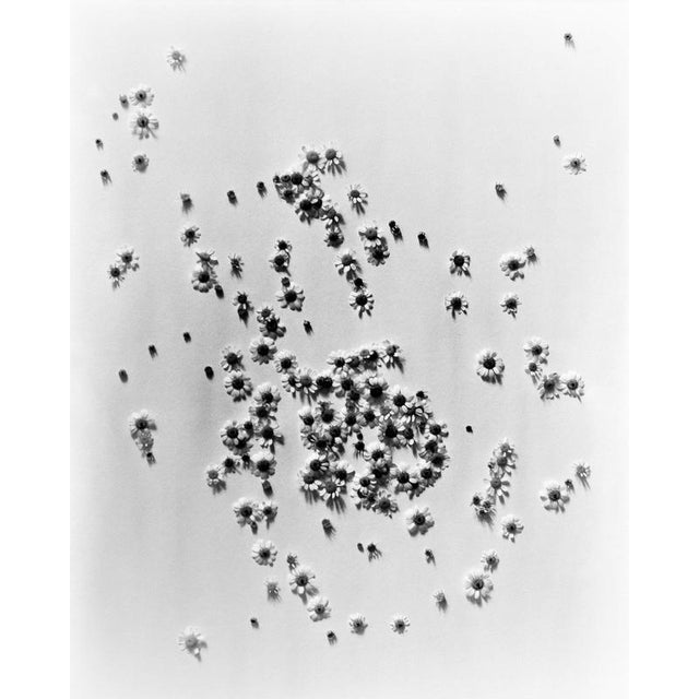 Artist: Ugnė Pouwell Title: Ramunes No.3 Medium: Black and white analogue photograph Sizes: 40 × 32 cm; 100 × 125 cm...