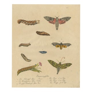 Brodtmann, Deaths-Head Hawkmoth and Caterpillars, 1816, Lithograph For Sale