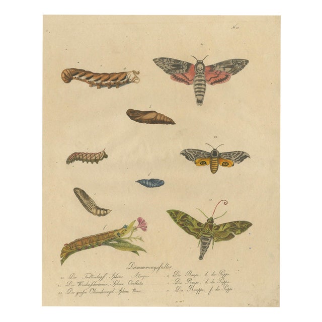 Brodtmann, Deaths-Head Hawkmoth and Caterpillars, 1816, Lithograph For Sale