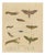 Brodtmann, Deaths-Head Hawkmoth and Caterpillars, 1816, Lithograph For Sale
