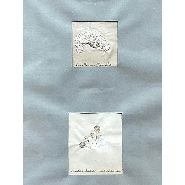 Vintage Pressed Specimen Clippings - Set of 5 For Sale - Image 10 of 12