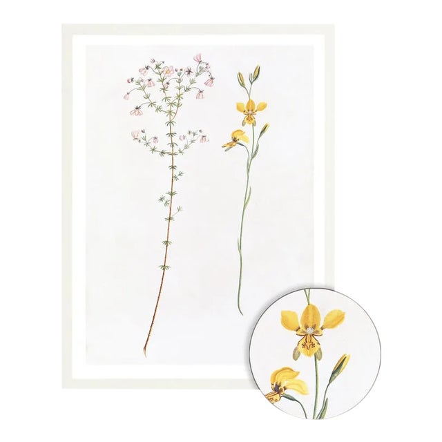 Celerie Kemble Curated Australian Botanical I (36x48) in White Frame For Sale