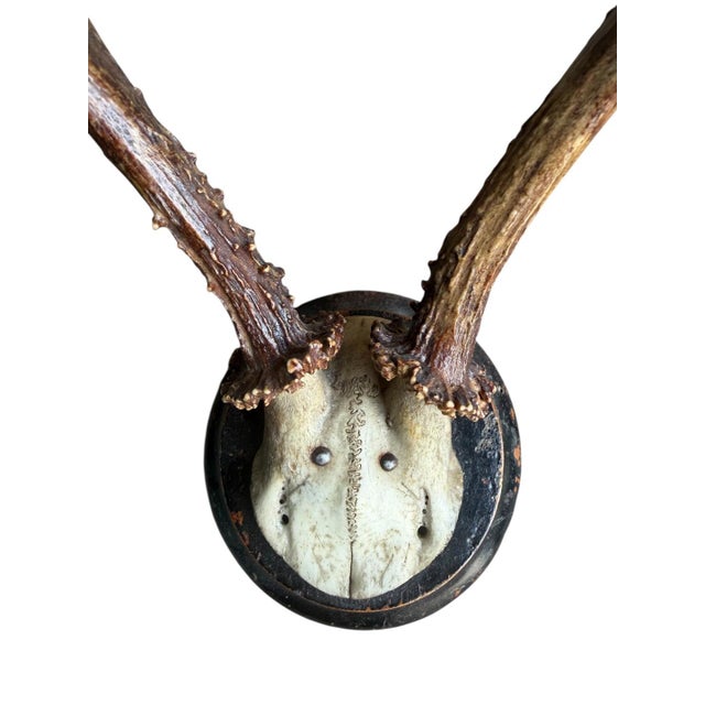 Roe Deer Trophy Rd1 Black Forest Antlers Mount For Sale - Image 4 of 5