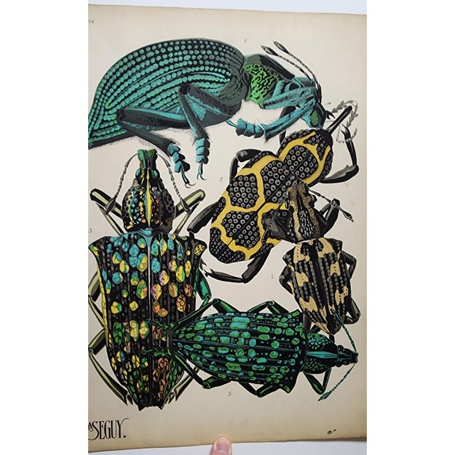 Original Seguy Insect From 1924 Antique Pochoir Plate #14 For Sale - Image 9 of 12