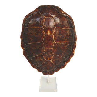 Tortoiseshell Mounted on a Lucite Stand For Sale