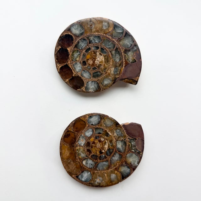 Set of Six Split and Polished Ammonite Fossils For Sale - Image 10 of 12