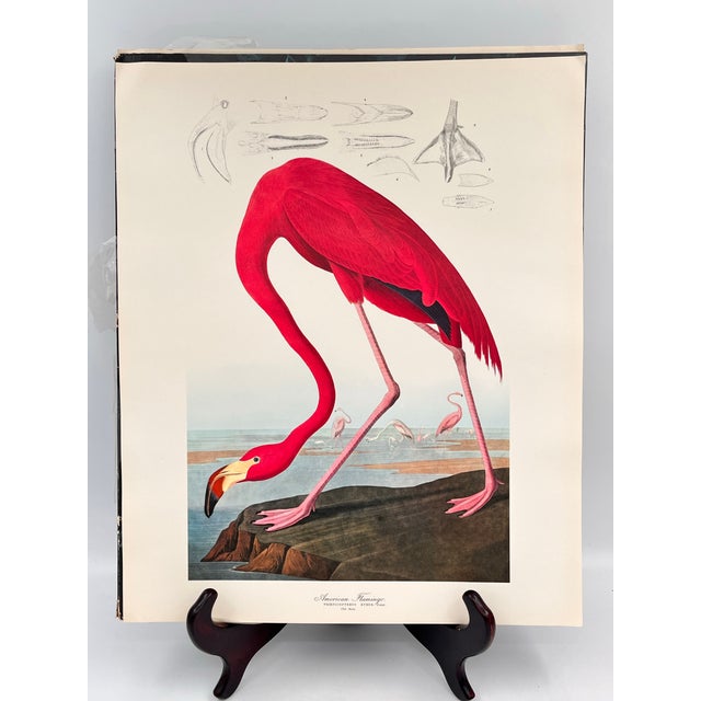 American 1964 Audubon Folio Lithograph Great Bird Paintings – “American Flamingo” 17x14 For Sale - Image 3 of 5
