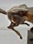 1950s Frank Eliscu Bronze of a Jumping Horse For Sale In Palm Springs - Image 6 of 17