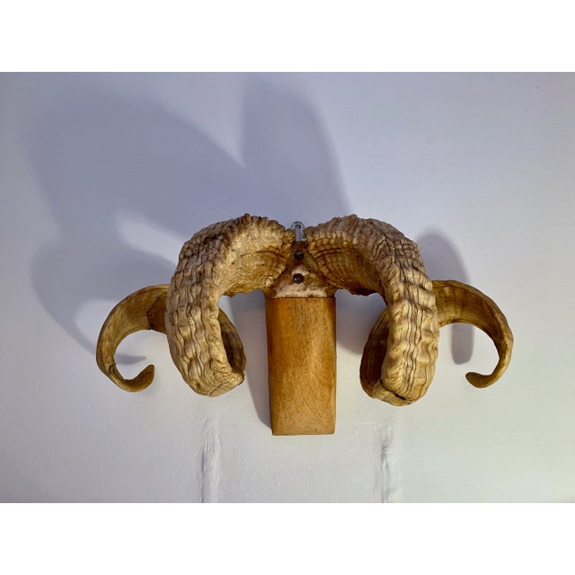 Mid 20th Century Folk Art Ram's Horn Wall Mount For Sale - Image 9 of 13