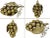 Stunning Rare one of kind set of six models of fruits and a gourd, hand made and embossed design out of brass. They are...