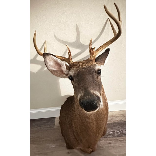 Realism Vintage 1900s Eight Point Whitetail Deer Mount For Sale - Image 3 of 7