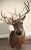 Realism Vintage 1900s Eight Point Whitetail Deer Mount For Sale - Image 3 of 7