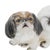 Elevate your collection with this exquisite porcelain Pekingese figurine from the renowned Danish studio of Dahl Jensen....