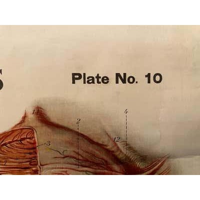 Genito-Urinary Anatomical Chart, Paper on Canvas, 1922 For Sale - Image 11 of 16