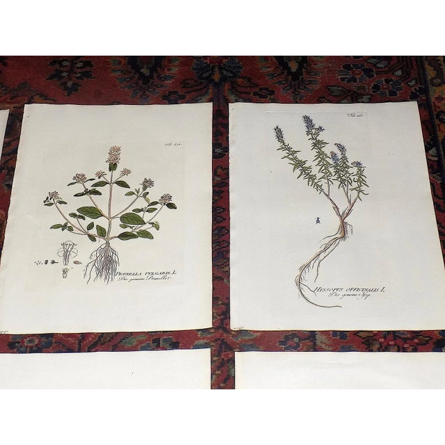 Realism Antique 18th Century Imperial Folio Joseph Plenck Botanical Copperplate Engravings-Botanicals - Set of 12 For Sale - Image 3 of 10