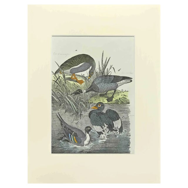 Johann Friedrich Naumann, Wild Goose, Etching, 1840 For Sale