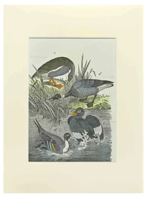 Johann Friedrich Naumann, Wild Goose, Etching, 1840