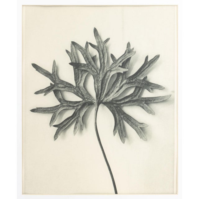 Karl Bossfeldt Urformen Der Kunst Photogravures, 9 For Sale - Image 9 of 16