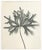 Karl Bossfeldt Urformen Der Kunst Photogravures, 9 For Sale - Image 9 of 16