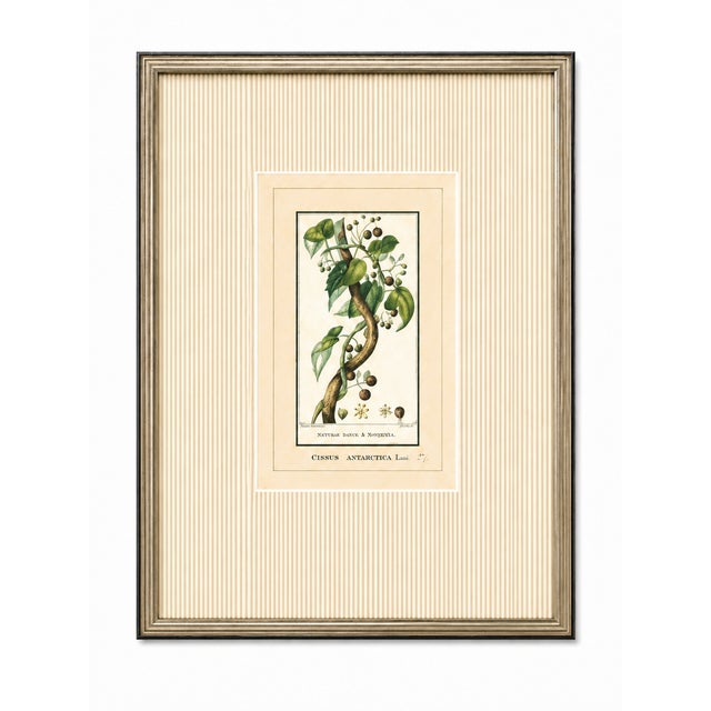 Early 19th Century Antique French Botanical Engravings From Descourtilz’s Medical Flora of the West Indies, C. 1830 – Hand-Colored, Custom Framed ( Set B) - Set of 4 For Sale - Image 5 of 5