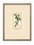 Early 19th Century Antique French Botanical Engravings From Descourtilz’s Medical Flora of the West Indies, C. 1830 – Hand-Colored, Custom Framed ( Set B) - Set of 4 For Sale - Image 5 of 5