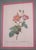 Sculpture Materials 1900s Set of 6 Rose Engraving Prints Artwork For Sale - Image 7 of 18