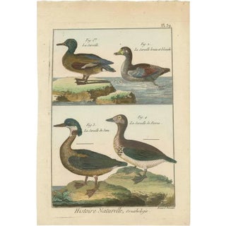 Teals, 1792, Hand-Colored Copper Engravings, Set of 4 For Sale