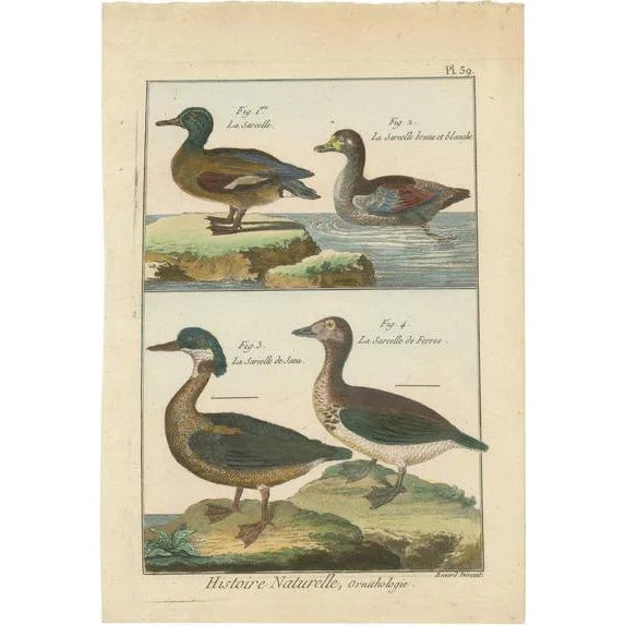 Teals, 1792, Hand-Colored Copper Engravings, Set of 4 For Sale