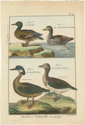 Teals, 1792, Hand-Colored Copper Engravings, Set of 4