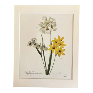 Vintage Pierre-Joseph Redouté Print in 11x14 Mat - Peacock Moraeas, EUC
