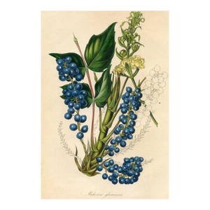 1840, Oregon Grape Botanical Print From Joseph Paxton, Original Antique Botanical Print, Lithograph, Hand-Colored, England