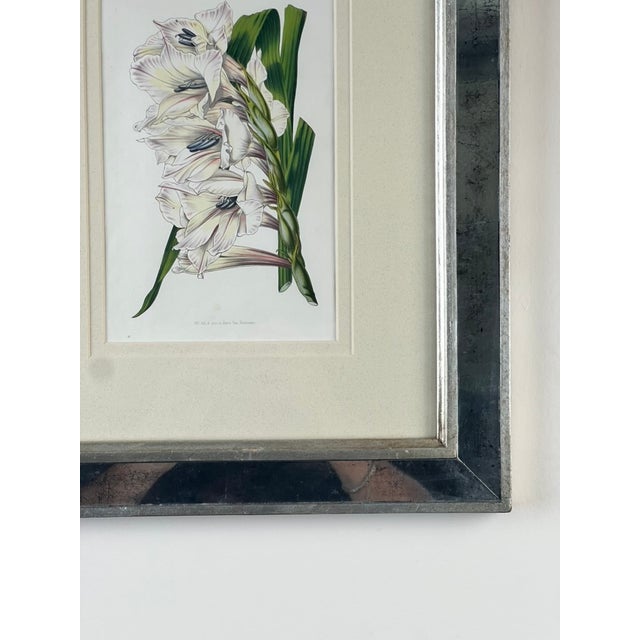 Vintage Trowbridge Custom Framed Botanical Print “Gladiolus × Willmoreanus” After Louis Van Houtte (1810–1876) For Sale In Boston - Image 6 of 9