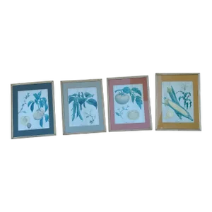 1940s Framed and Matted Lithographs of Botanical Plates- Set of 4