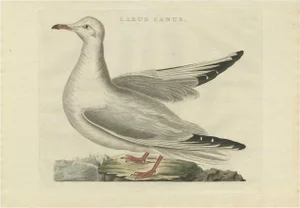 After Sepp & Nozeman, The Common Gull, 1797, Print