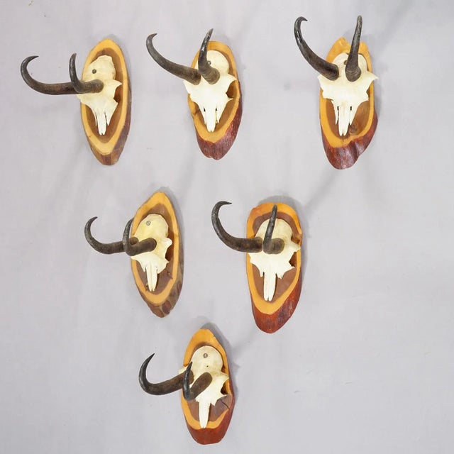 Set of Six Vintage Chamois Trophies on Wooden Plaques, Germany ca. 1960s A set of six vintage chamois (Rupicapra...