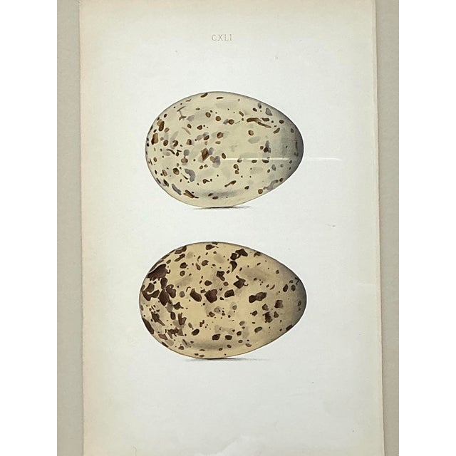 Vintage Original Book Plates of Eggs - A Pair For Sale - Image 9 of 12