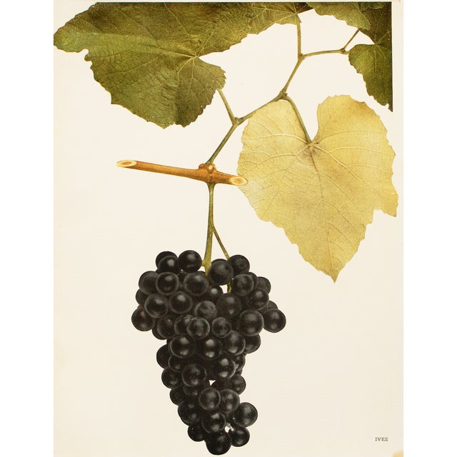1900s U. P. Hedrick, Original Antique Photogravure of Ives Grapes For Sale
