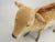 1963 Steiff Mohair Fallow Deer "Studio Animal" For Sale - Image 9 of 13