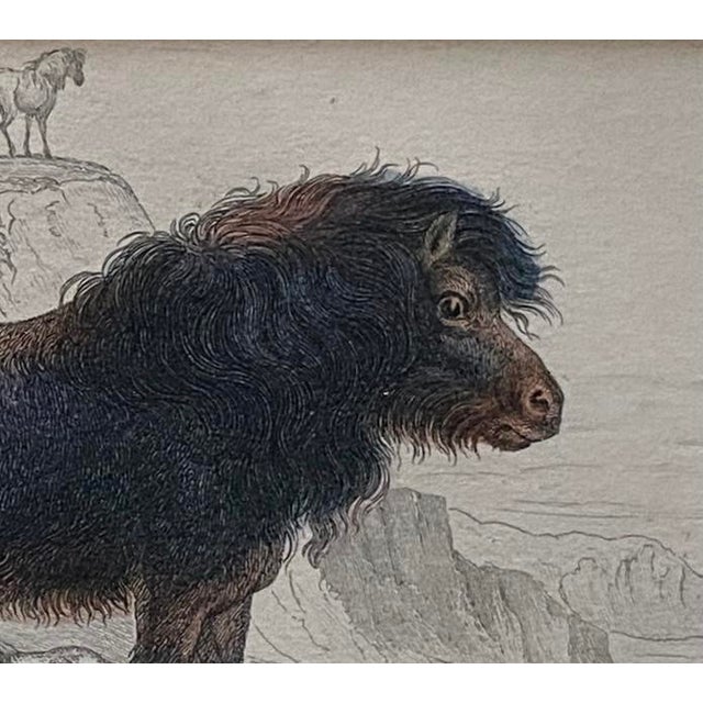 Rare 1840s Wild Sheland Pony 'Poney" Hand Colored Etching Sir William Jardine For Sale - Image 4 of 9
