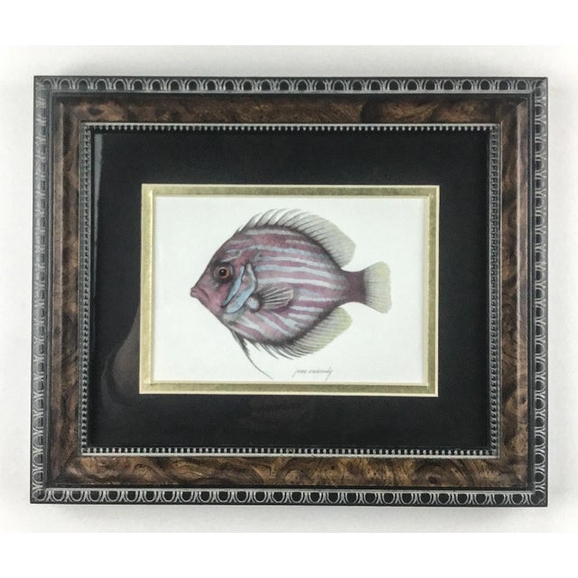 Nautical Burl-Wood Framed Pair of Tropical Fish Prints by Jean Cassady For Sale - Image 3 of 10