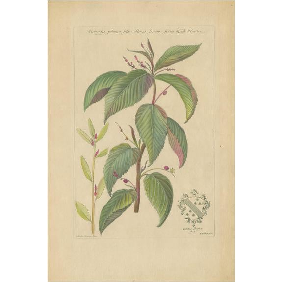 John Martyn, Botany Illustration of a Caperonia Species, 1730s, Print For Sale - Image 6 of 6