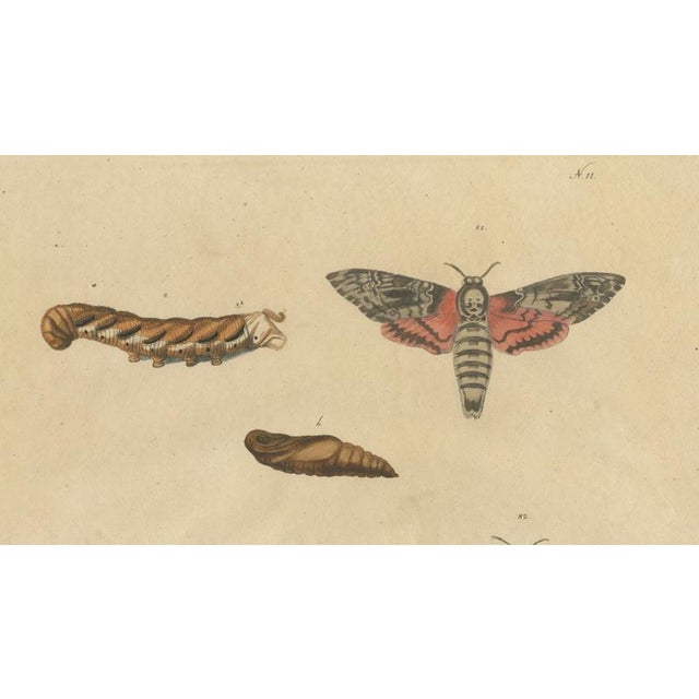 Brodtmann, Deaths-Head Hawkmoth and Caterpillars, 1816, Lithograph For Sale - Image 4 of 9